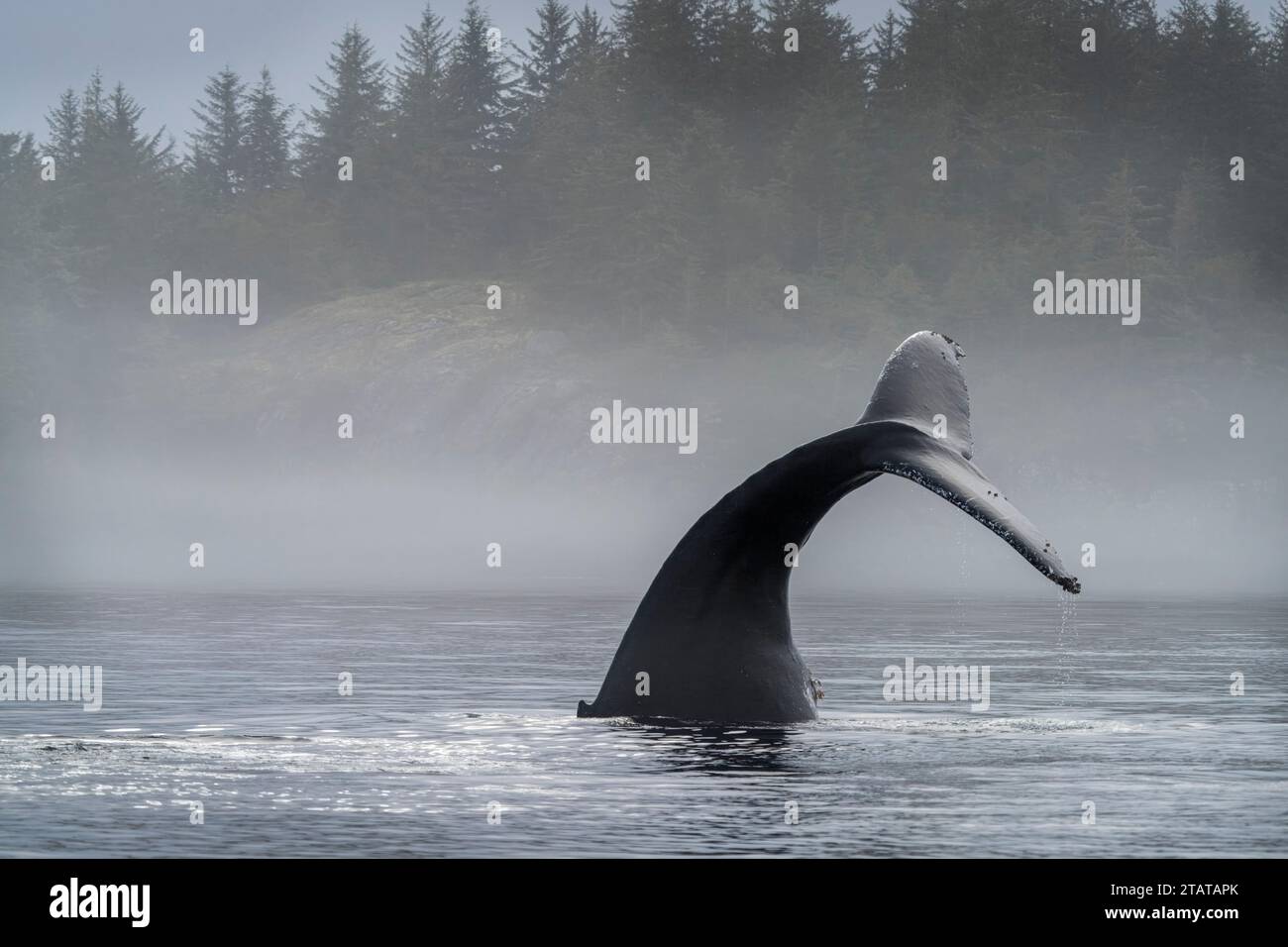Balena megattere che mostra la sua coda mentre riposa al largo dell'Isola di Vancouver settentrionale, territorio delle prime Nazioni, territori tradizionali del Kwakwaka'wakw Foto Stock