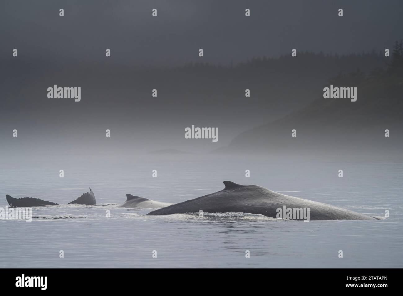 Balene megattere che emergono in una giornata nebbiosa in tarda caduta al largo dell'Isola di Vancouver settentrionale, territorio delle prime Nazioni, territori tradizionali del Kwakwaka Foto Stock