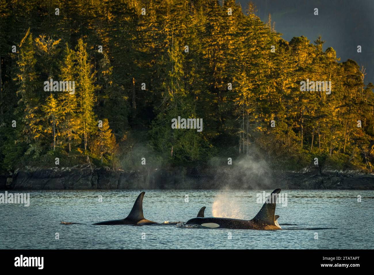 Soffia in condizioni di scarsa luce solare di un branco di orche residenti nel nord (orche assassine), (A83), A34's, nel Weynton Passage al largo dell'Isola di Vancouver Nord, prima Foto Stock
