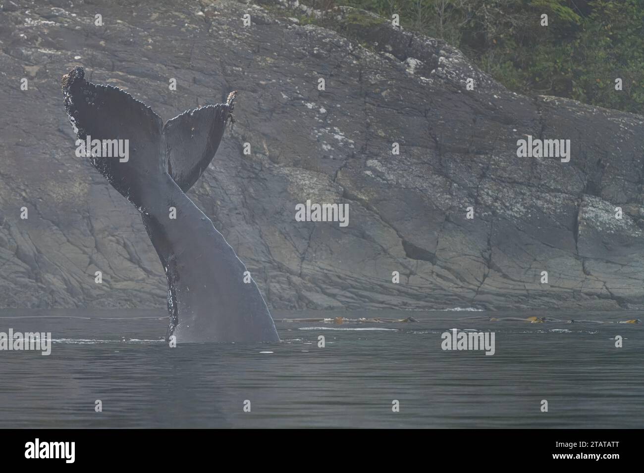 Le megattere mostrano il suo trematode mentre giocano con i leoni marini in una giornata nebbiosa in tarda caduta al largo dell'isola nord di Vancouver, Namgis, First Nations ter Foto Stock