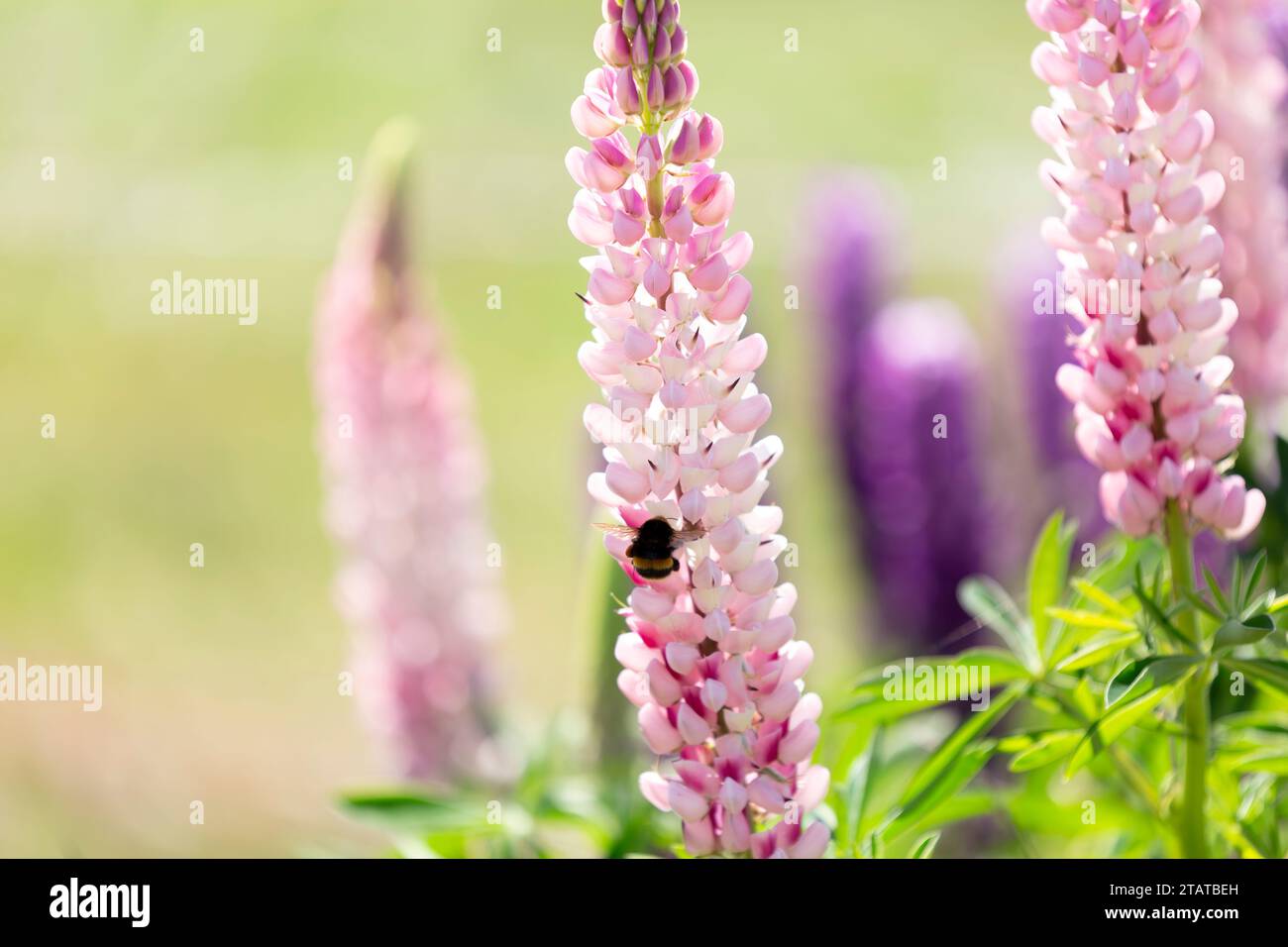 primo piano delle bombe su Lupines, nuova Zelanda Foto Stock