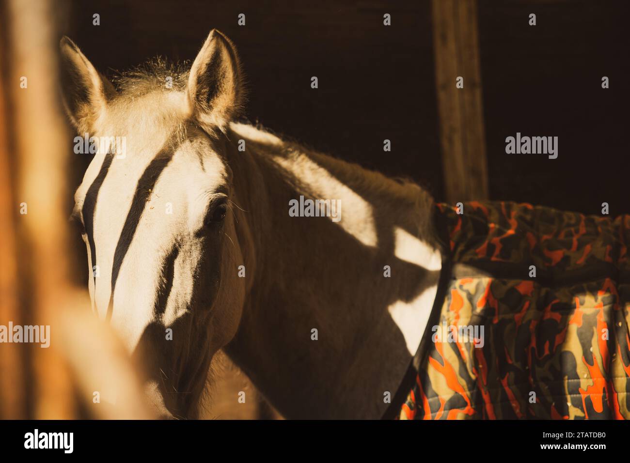 primo piano di un cavallo nel ranch Foto Stock