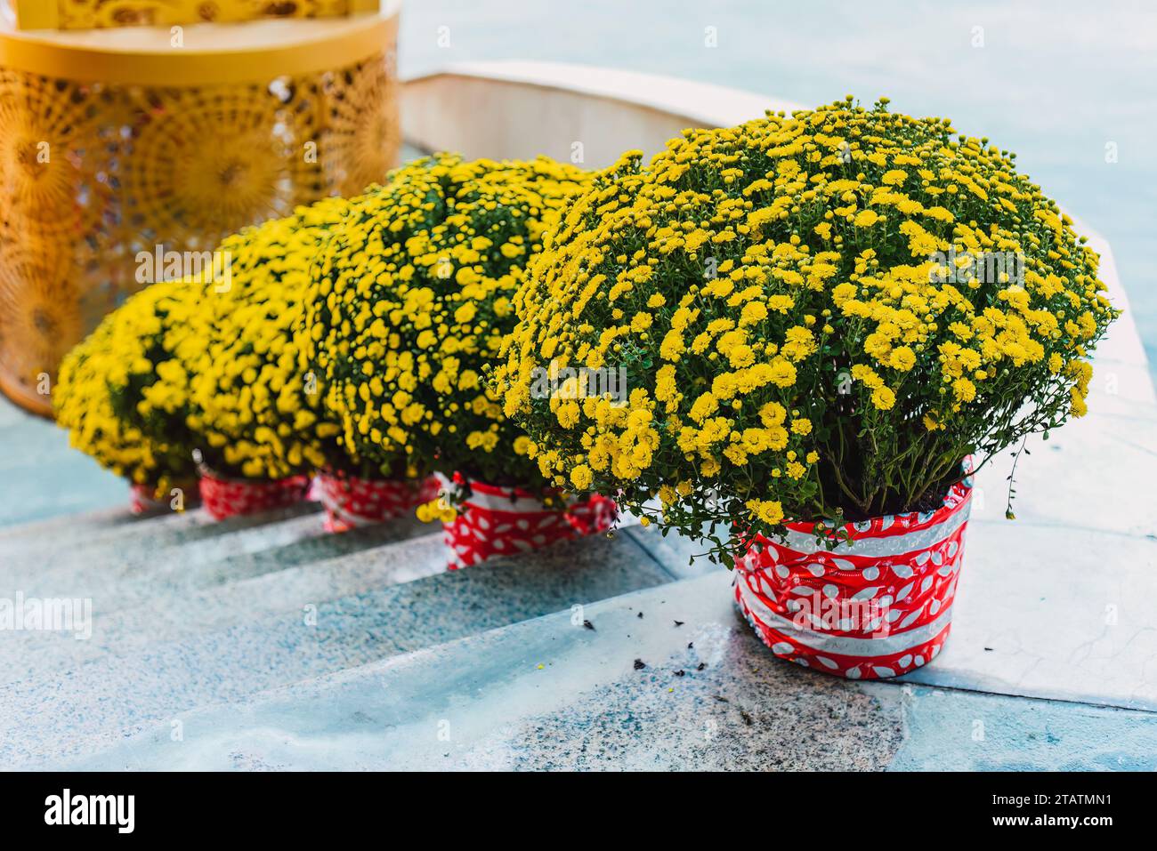 Decorazioni e crisantemi fiori come simbolo di ricchezza per il Capodanno lunare del Tet Foto Stock