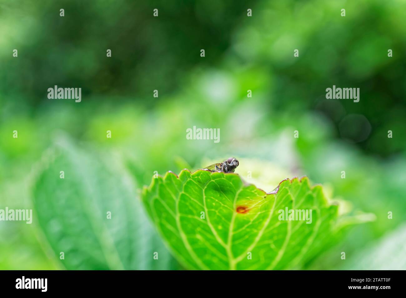 Gli occhi composti di una mosca guardano la punta di una foglia Foto Stock