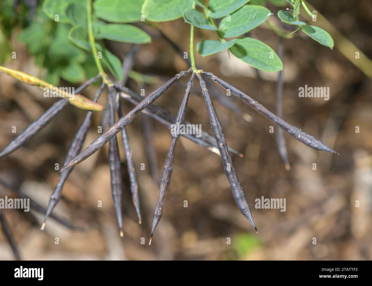 Pisello nero, Lathyrus niger, baccelli maturi. Foto Stock