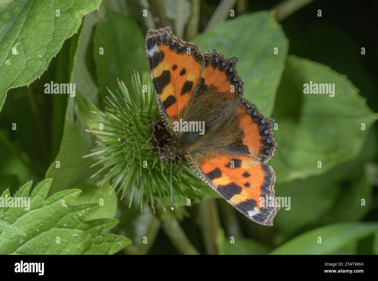 Piccolo guscio di tartaruga, Aglais urticae, che si nutre di fiori di Burdock. Foto Stock
