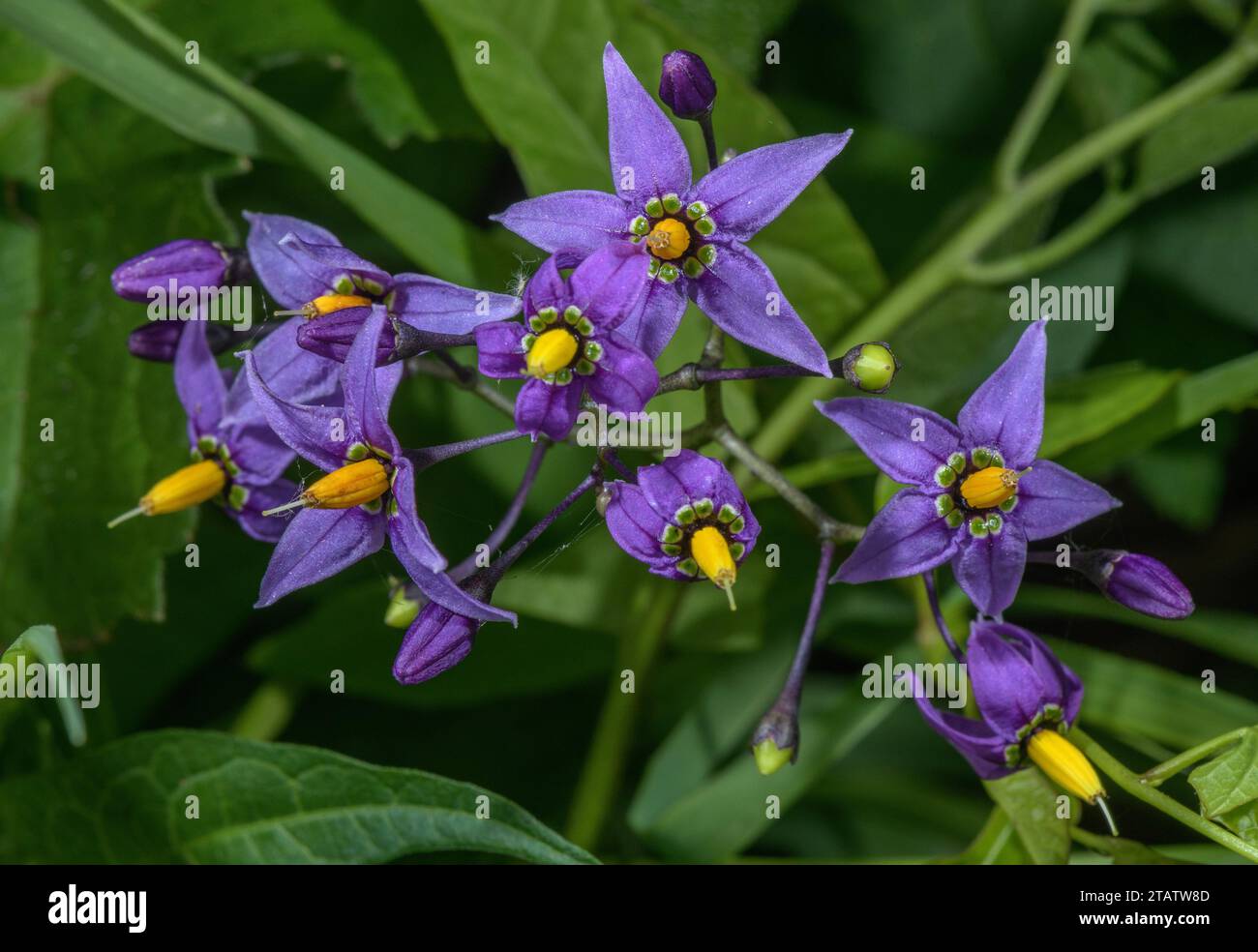 Amaro, Solanum dulcamara, in fiore in hedgerow. Foto Stock