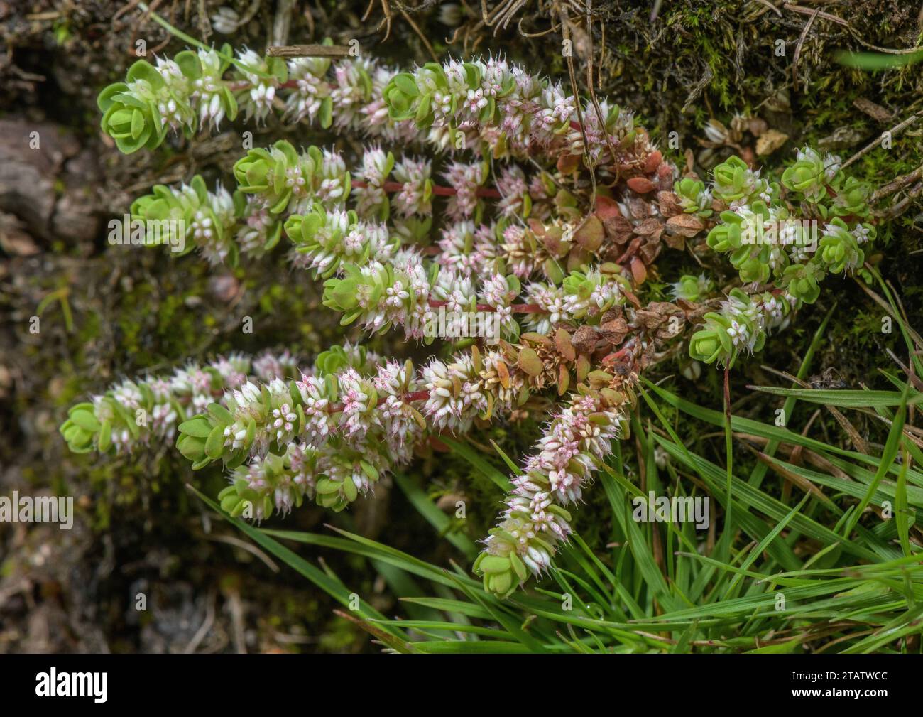 Collana di corallo, Illecebrum verticillatum in fiore nel terreno umido invernale della New Forest, Hants. Raro nel Regno Unito. Foto Stock