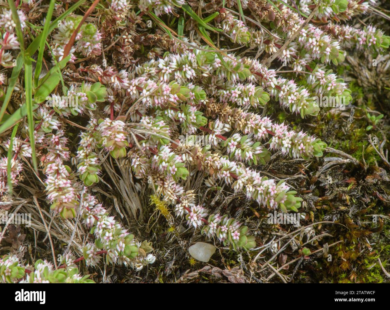 Collana di corallo, Illecebrum verticillatum in fiore nel terreno umido invernale della New Forest, Hants. Raro nel Regno Unito. Foto Stock