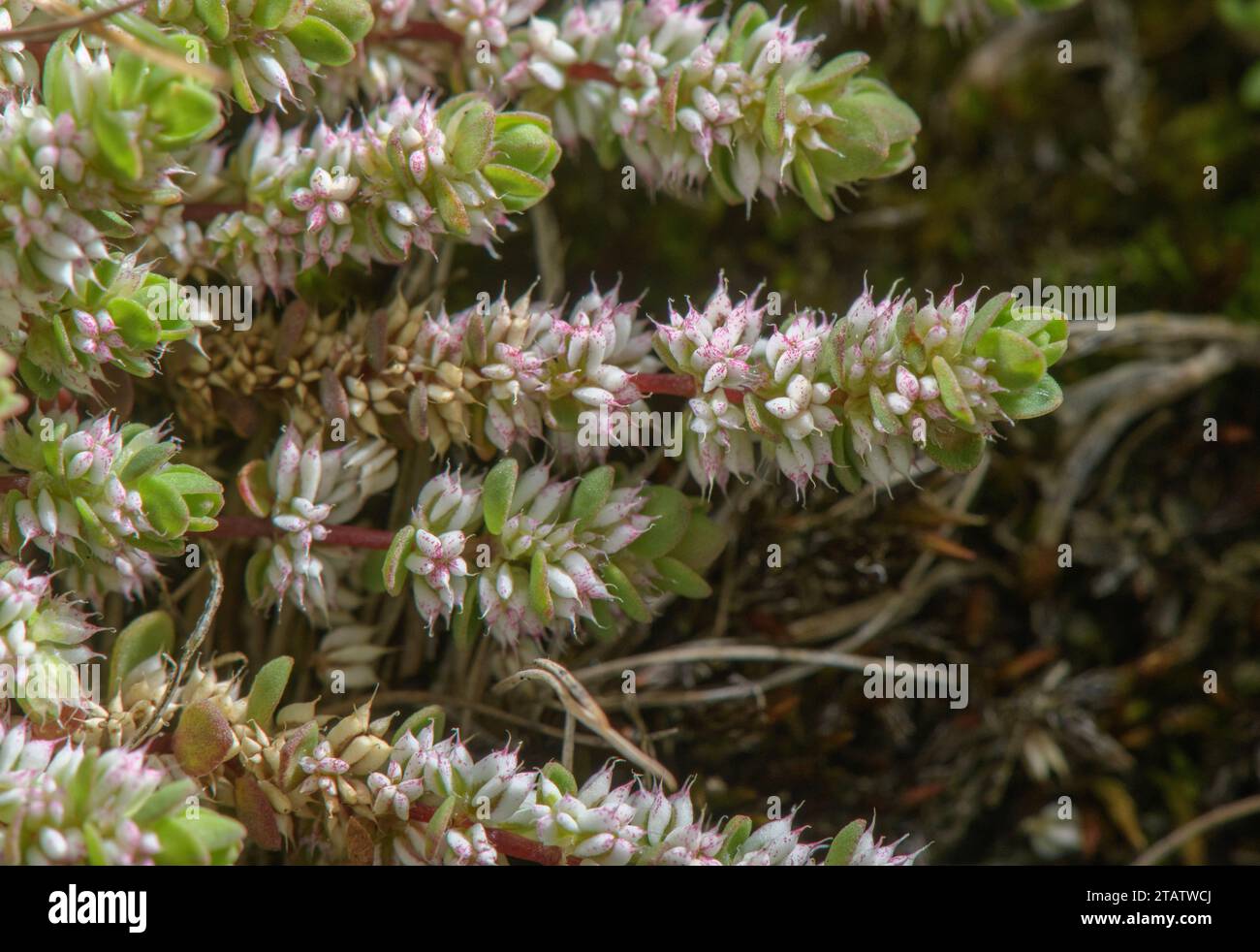 Collana di corallo, Illecebrum verticillatum in fiore nel terreno umido invernale della New Forest, Hants. Raro nel Regno Unito. Foto Stock