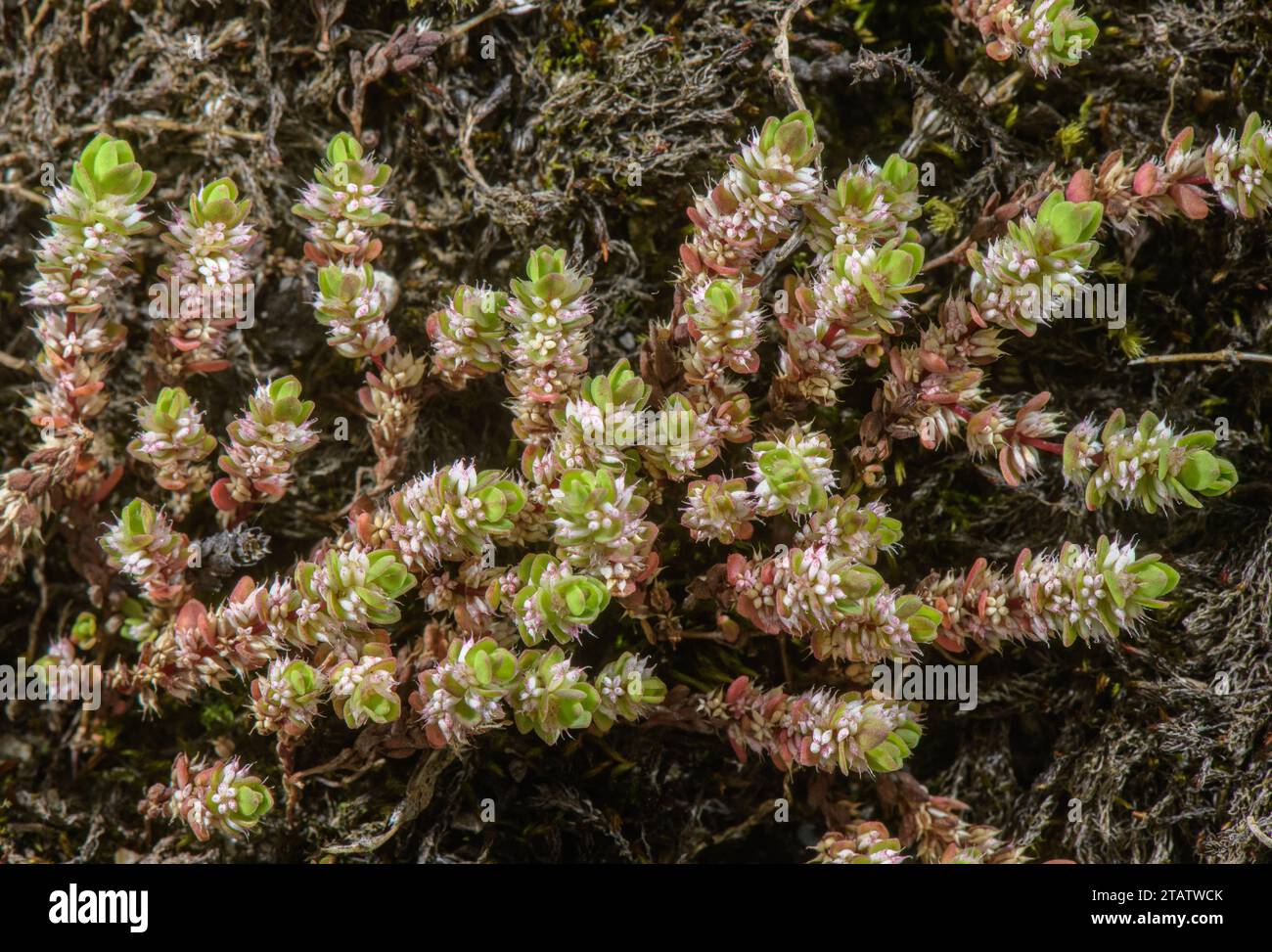 Collana di corallo, Illecebrum verticillatum in fiore nel terreno umido invernale della New Forest, Hants. Raro nel Regno Unito. Foto Stock