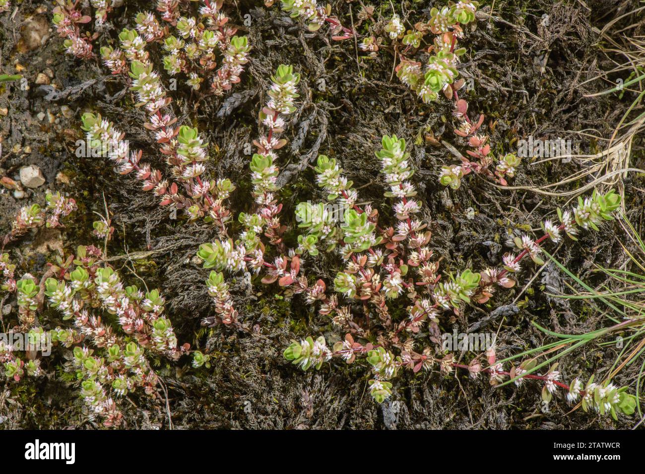 Collana di corallo, Illecebrum verticillatum in fiore nel terreno umido invernale della New Forest, Hants. Raro nel Regno Unito. Foto Stock