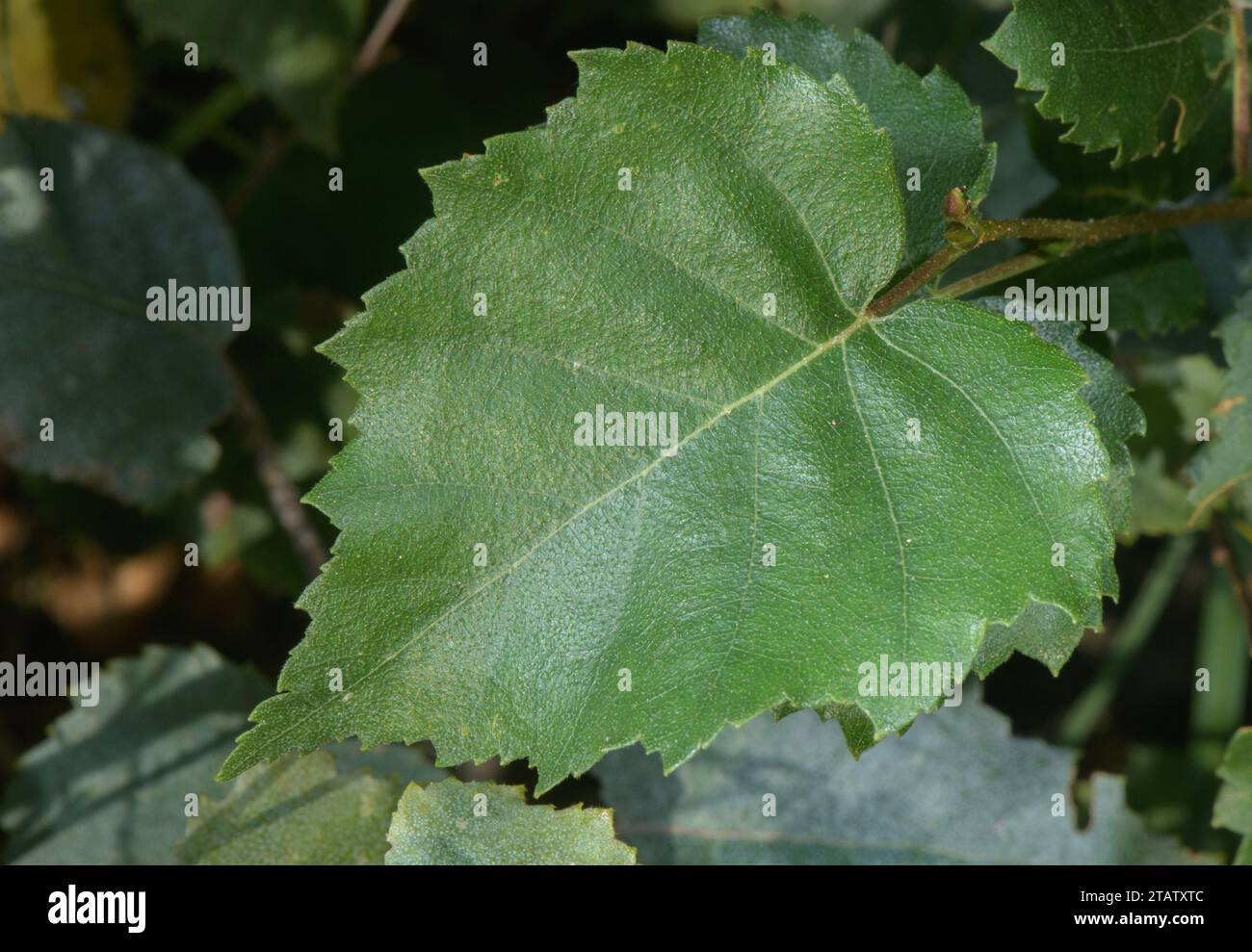 Foglia di betulla d'argento: Punta acuminata, doppio margine di serrate. Foto Stock