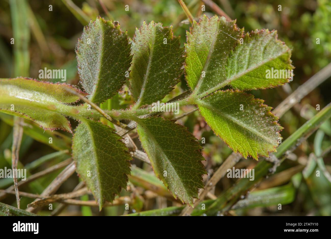 Foglia innata di briar dolce, Rosa rubiginosa, con peli ghiandolari e pungoli. Foto Stock