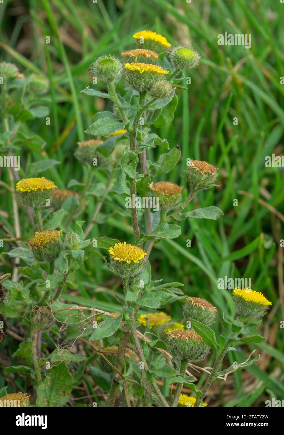 Piccolo Fleabane, Pulicaria vulgaris, in fiore; una rara pianta annuale di umidi pascoli commons, New Forest, Hants. Foto Stock