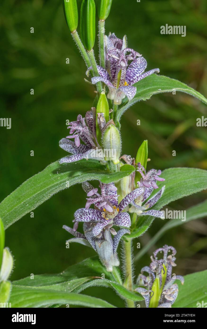 Giglio di rospo giapponese, Tricyrtis hirta, in fiore in giardino, dal Giappone. Foto Stock