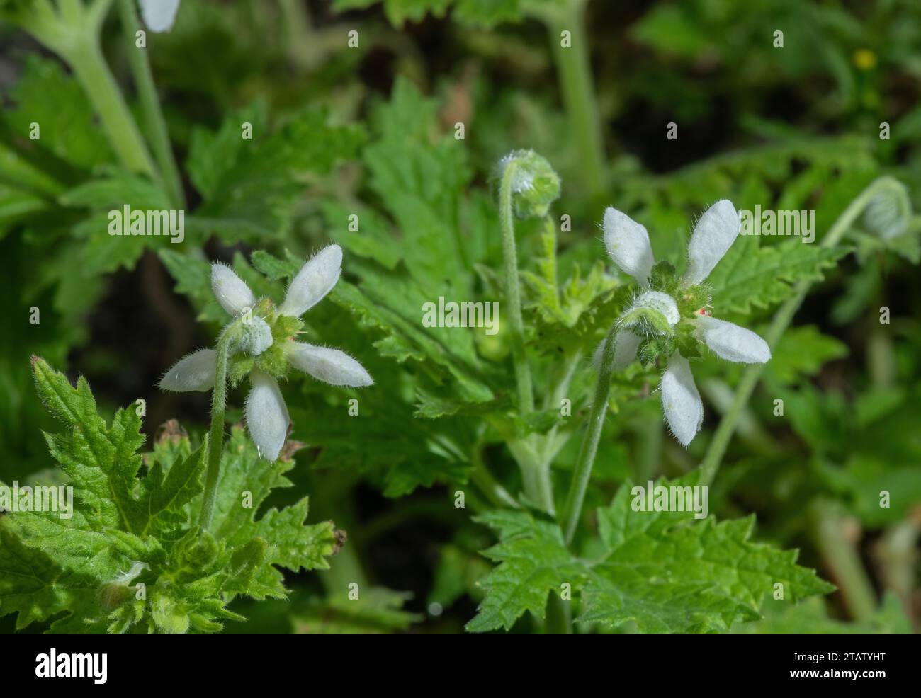 Giglio pungente, Blumenbachia hieronymi in fiore. Dall'Argentina. Loasaceae. Foto Stock