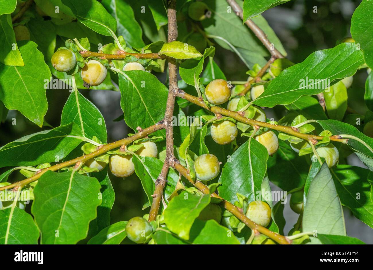 Prugna da dattero, Diospyros lotus, con frutta non matura; dalla Cina. Foto Stock