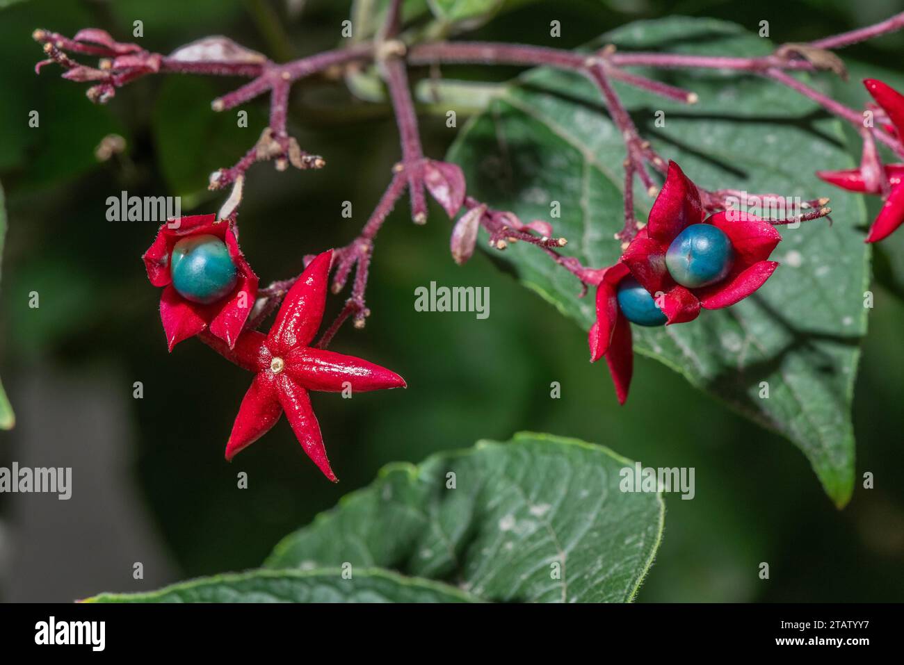 Harlequin glorybower, Clerodendrum trichotomum var. fargesii in frutta. Cina. Foto Stock
