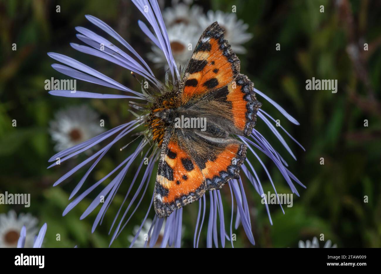 Piccolo guscio di tartaruga, su Aster strisciante, fiore di Aster diplostephioides, in giardino. Dall'Himalaya. Foto Stock