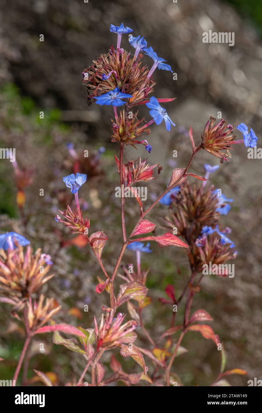 Plumbago cinese, Ceratostigma willmottianum, in fiore in giardino a fine estate. Foto Stock
