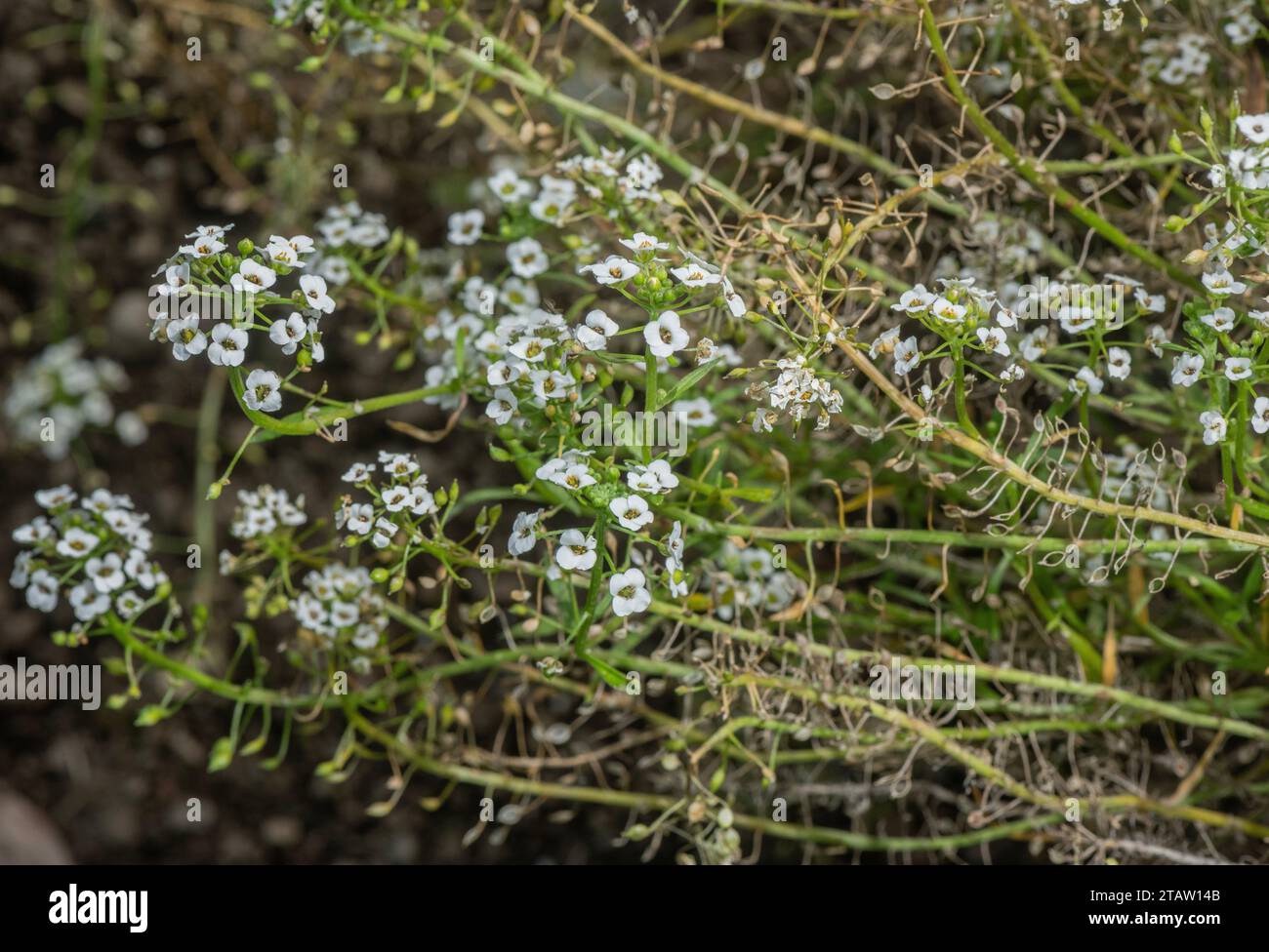 Spiaggia alison, Lobularia maritima in fiori e frutta, tarda estate. Foto Stock