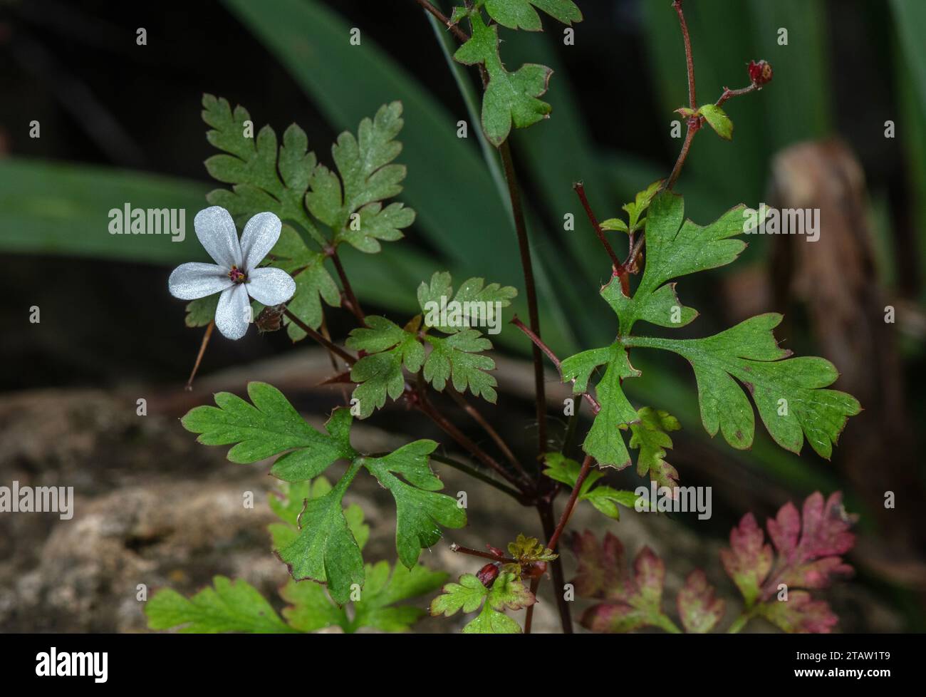 Forma bianca di Herb Robert, Geranium robertianum, in fiore su una sponda rocciosa. Foto Stock