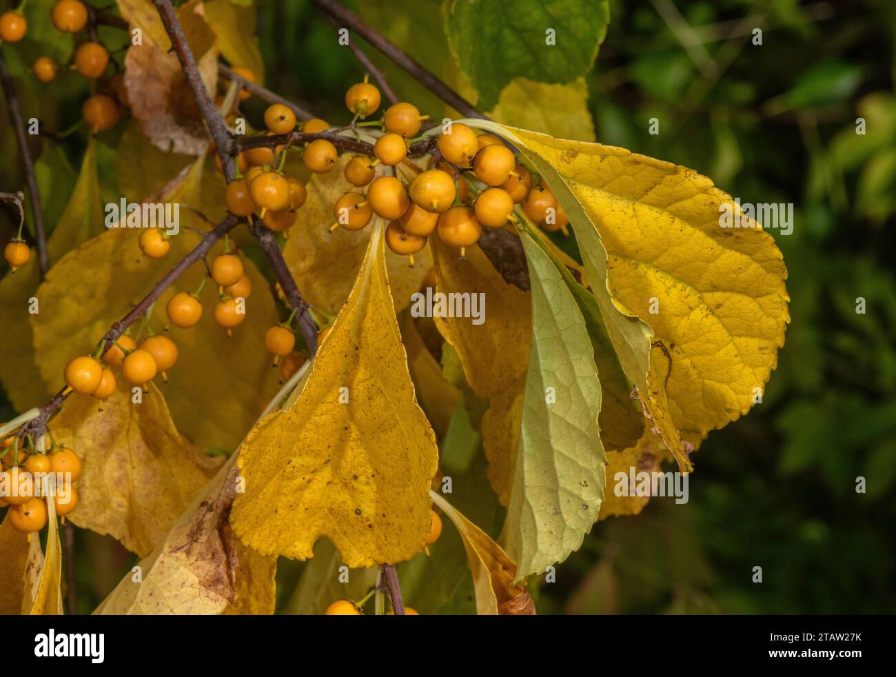 Amaro orientale, Celastrus orbiculatus, in frutta, di colore autunnale. Cina Foto Stock