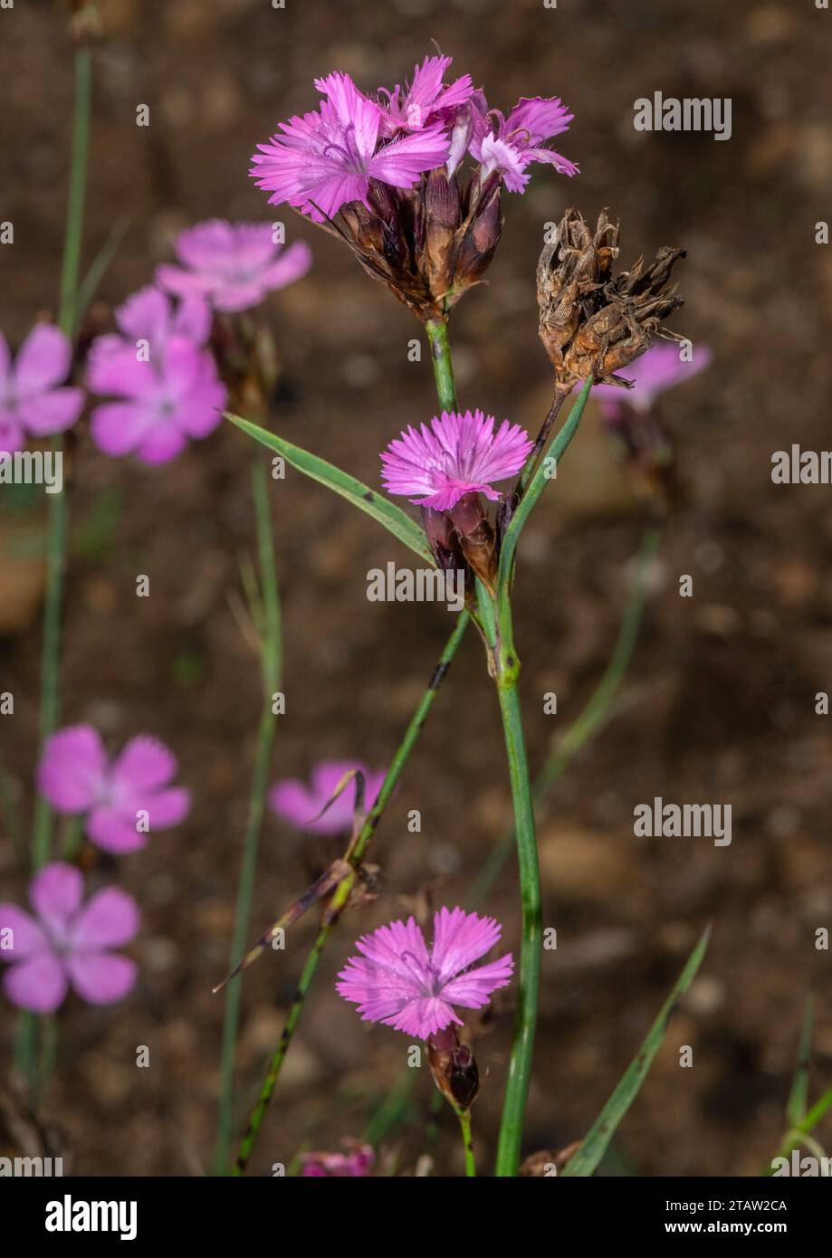 Rosa certosino, Dianthus carthusianorum in fiore nelle Alpi. Foto Stock