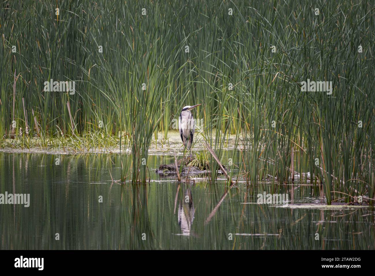 Heron scivola su una palude con vegetazione lussureggiante e acqua calma, Danimarca Foto Stock