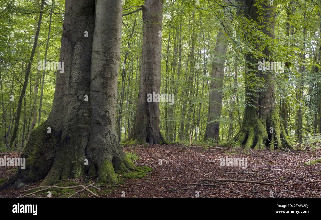Tranquillo bosco forestale con foglie verdi e alberi di vecchia crescita, Grasten Forest, Danimarca Foto Stock