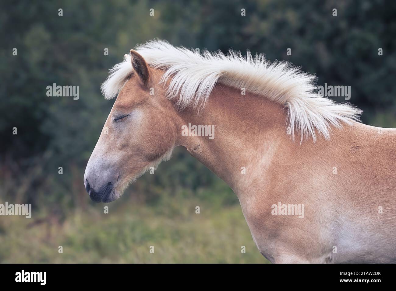 Primo piano dei cavalli dello Jutland nella foresta, Denmak Foto Stock