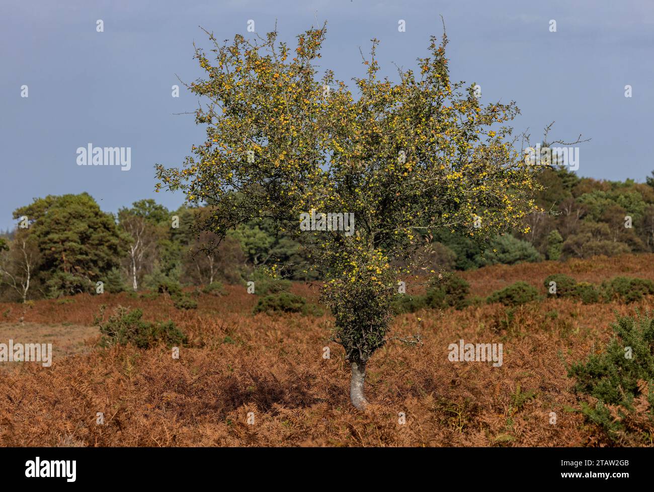 Mele di granchio selvatico, Malus sylvestris, sugli alberi della New Forest, Hants. Foto Stock