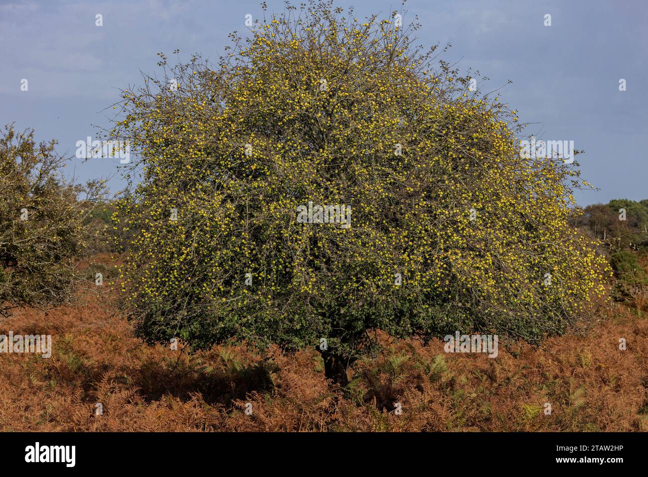 Mele di granchio selvatico, Malus sylvestris, sugli alberi della New Forest, Hants. Foto Stock