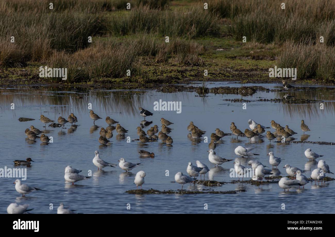Golden Plover, Pluvialis apricaria, riposa in autunno sulla riva di ghiaia a Keyhaven, Hampshire. Con altri wader. Foto Stock