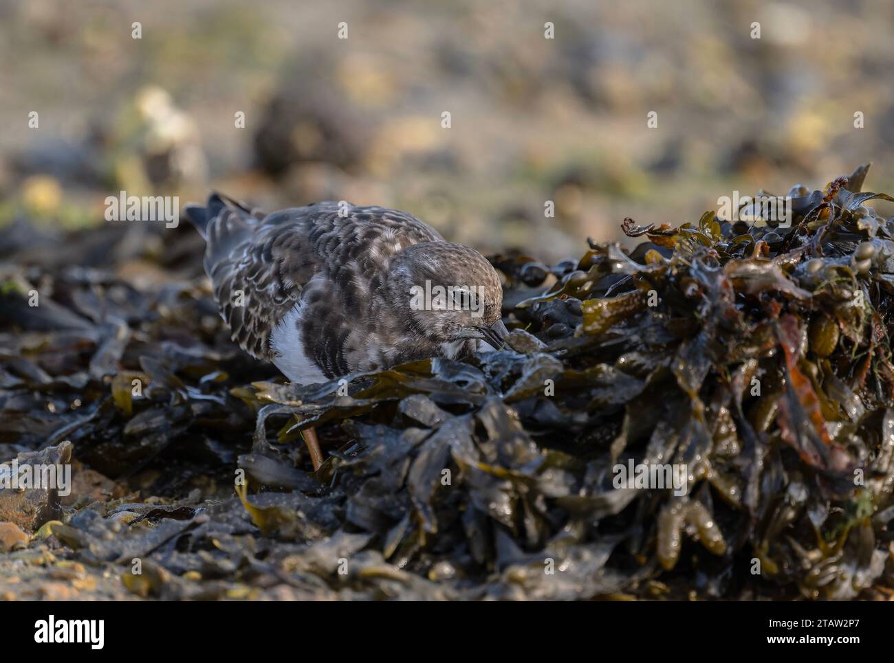 Turnstone, interpreta Arenaria, nutrendosi di rocce ricoperte di alghe durante la bassa marea. Inizio inverno. Foto Stock