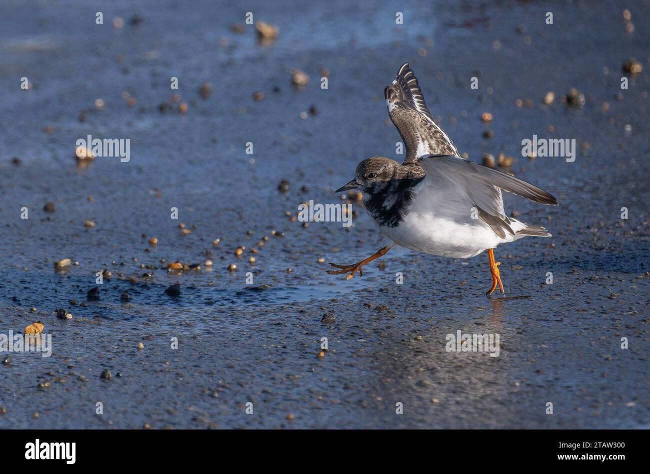 Turnstone, interpreta Arenaria, decolla dalla spiaggia sabbiosa. Foto Stock
