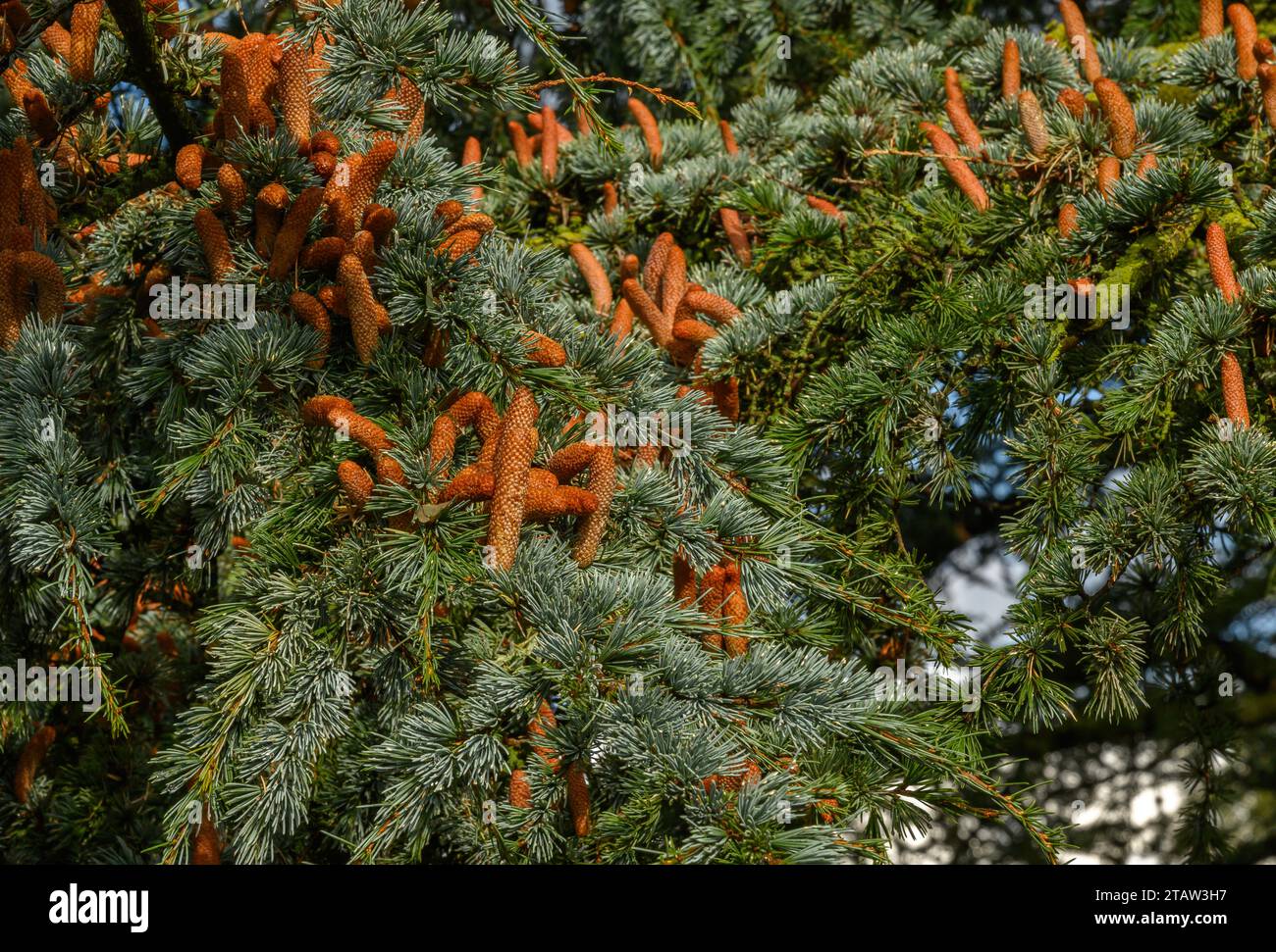 Fiori maschili di cedro dell'Atlante, cedro atlantica glauca in fiore in autunno. Foto Stock