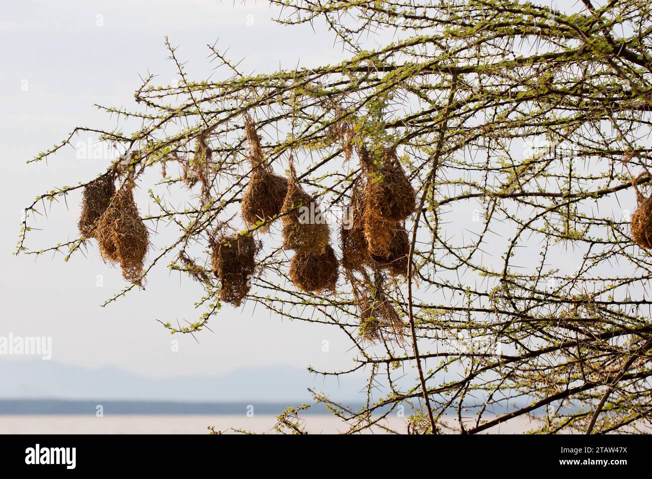 ampia vista dei nidi di uccelli tessitori mascherati al lago baringo, kenya 3 Foto Stock