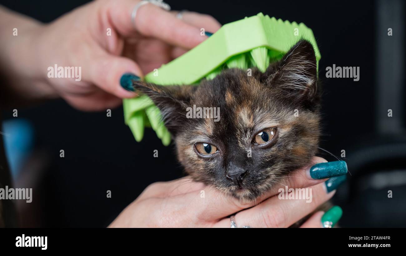 Donna che spazzolano un gattino maculato con una spazzola in silicone. Foto Stock
