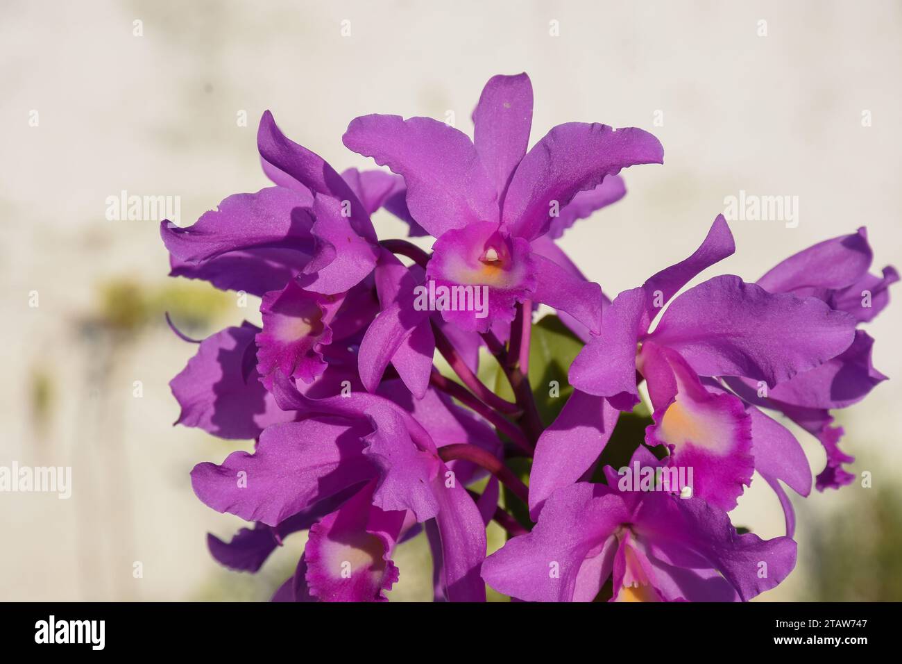 Cattleya labiata, nota anche come cattleya cremisi o cattleya dalle labbra di rubino Foto Stock
