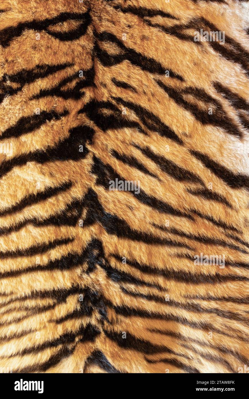 pelliccia di tigre con bellissime strisce, sfondo di pelliccia animale reale per il tuo progetto Foto Stock