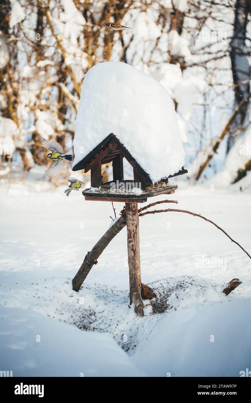 Dare da mangiare agli uccelli in inverno / tavolo per uccelli Foto Stock