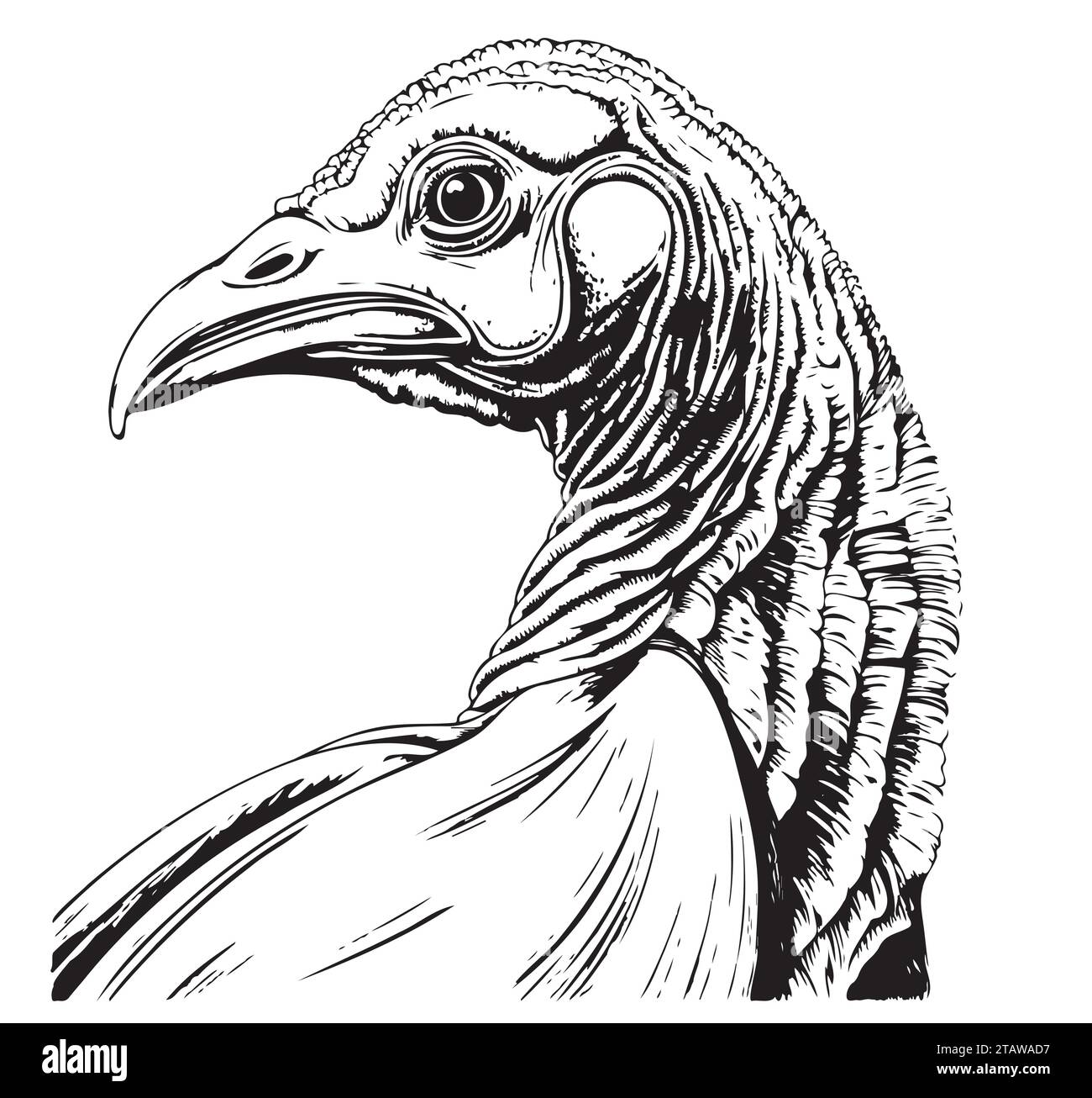 Illustrazione con la turchia. Uccello disegnato. Stile di incisione. Buon per le carte per il giorno del Ringraziamento. Illustrazione Vettoriale