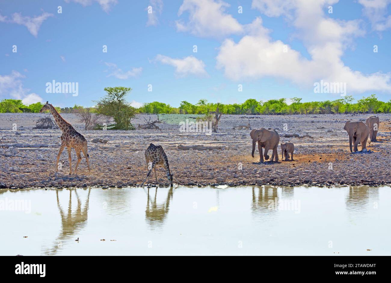 Mandria di elefanti che vengono a bere in una pozza d'acqua mentre due giraffe sono già lì. Foto Stock