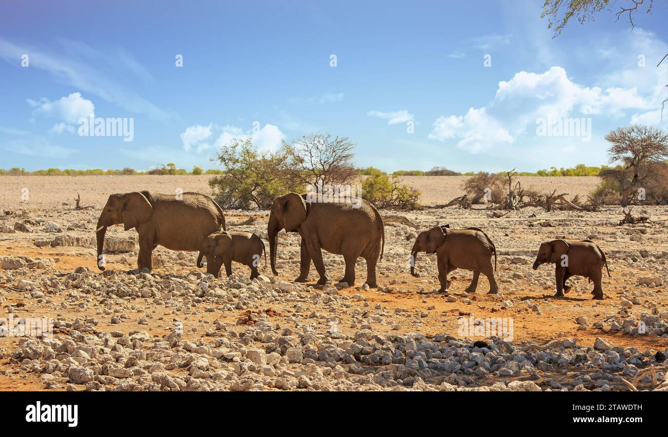 Piccola mandria di elefanti di famiglia con diversi vitelli in piedi sulla secca savana rocciosa contro un cielo molto luminoso. Foto Stock