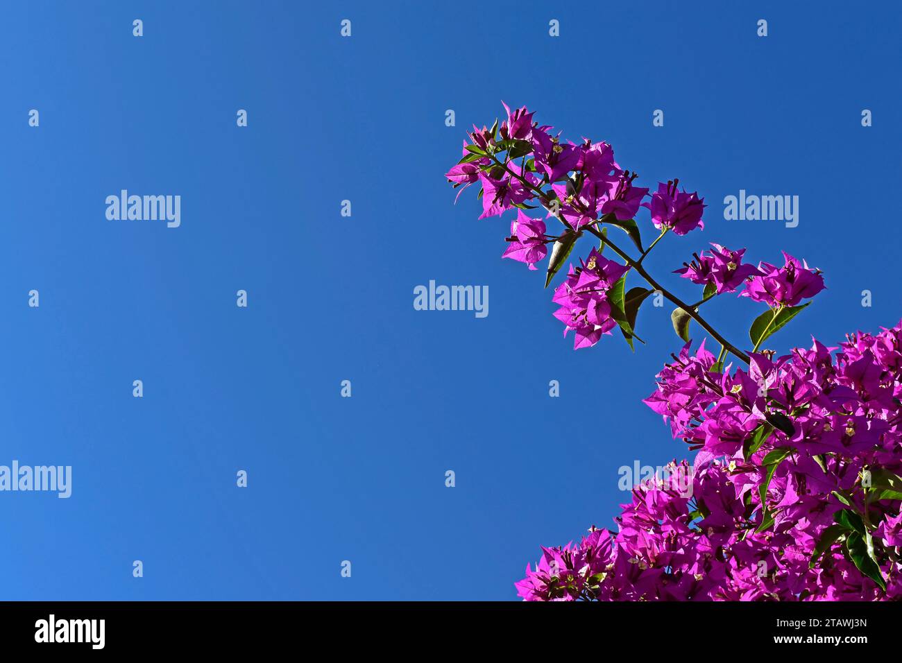 Fiori di bouganville rosa (Bougainvillea spectabilis) e cielo blu a Teresopolis, Rio de Janeiro, Brasile Foto Stock