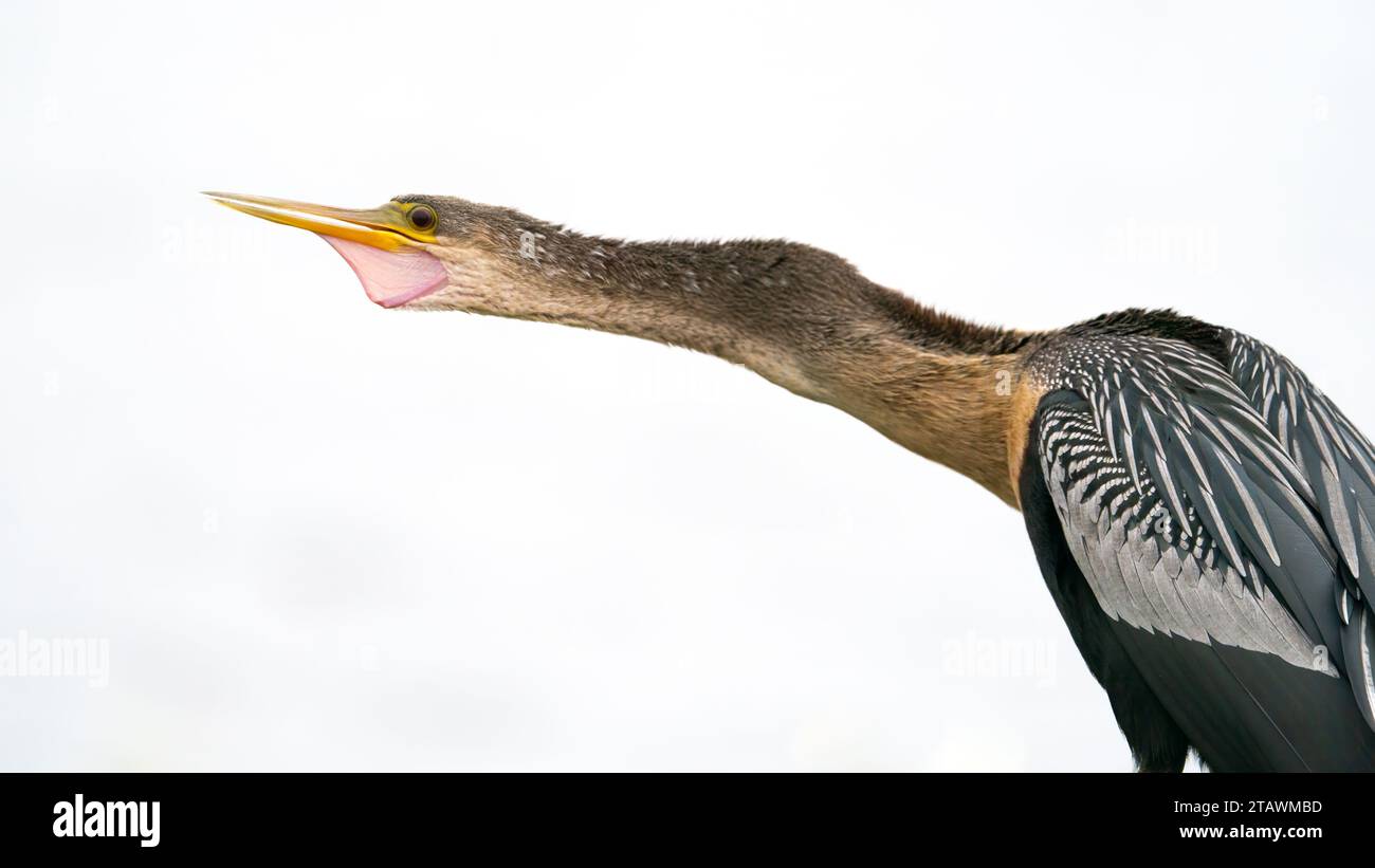 Un anhinga che fa una chiamata di avvertimento. Foto Stock