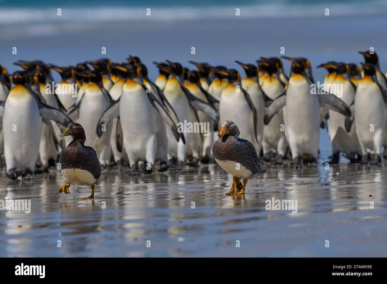 Le anatre del Falkland Steamer (Tachyeres brachypterus) vengono spostate da un grande gruppo di pinguini reali a Volunteer Point nelle Isole Falkland. Foto Stock