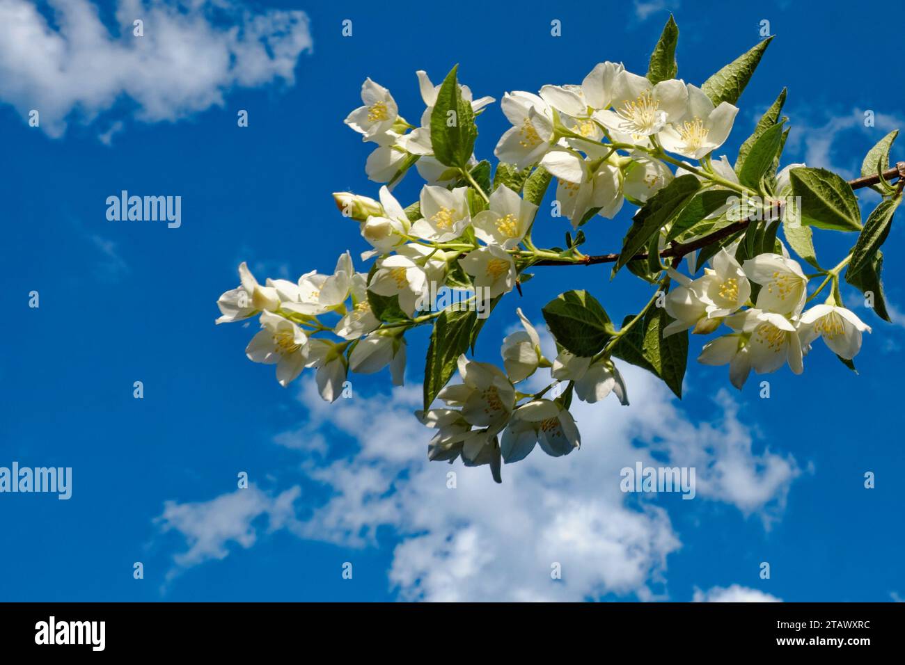 Fiore bianco profumato immagini e fotografie stock ad alta risoluzione -  Alamy